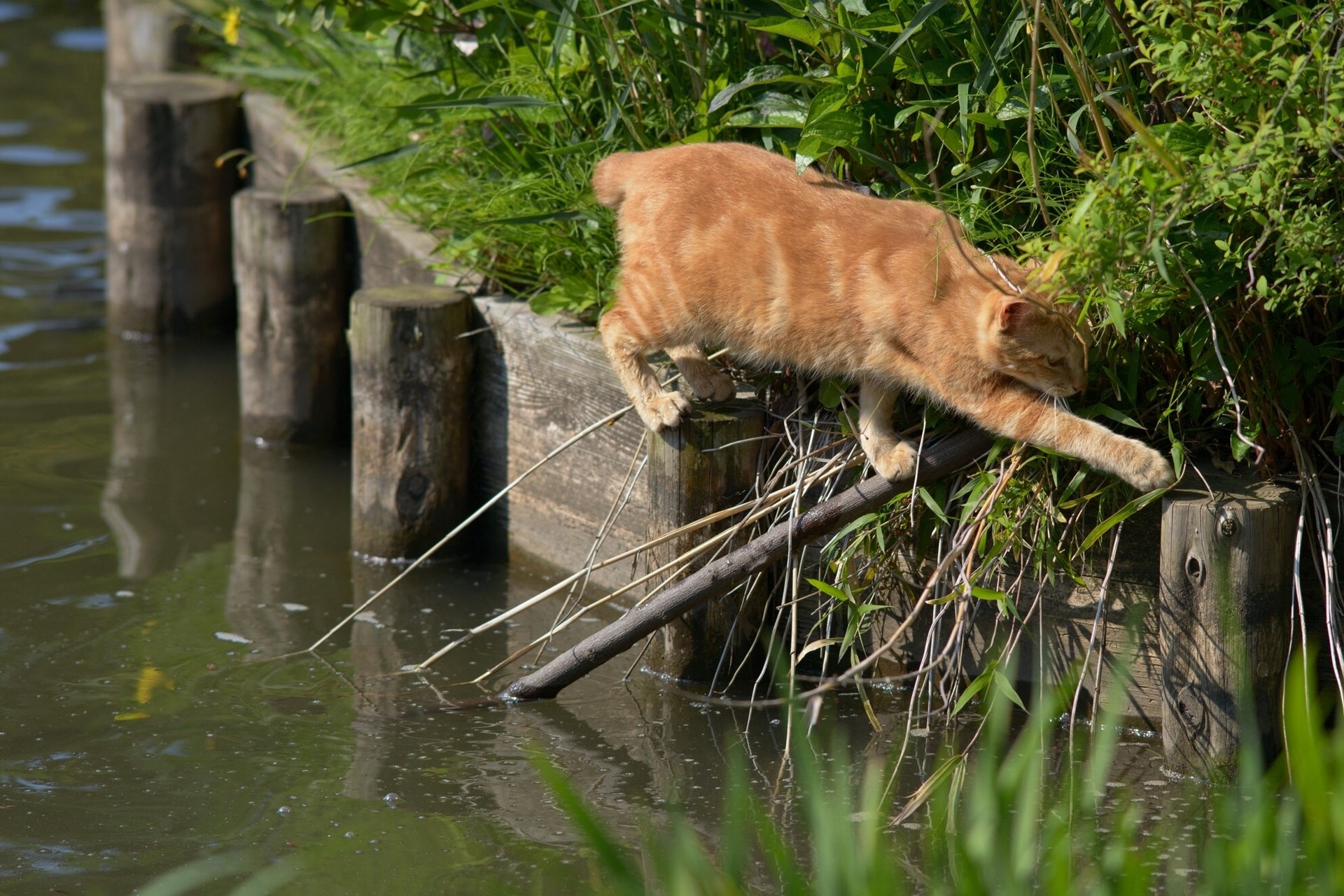 chat roux transition situation eau