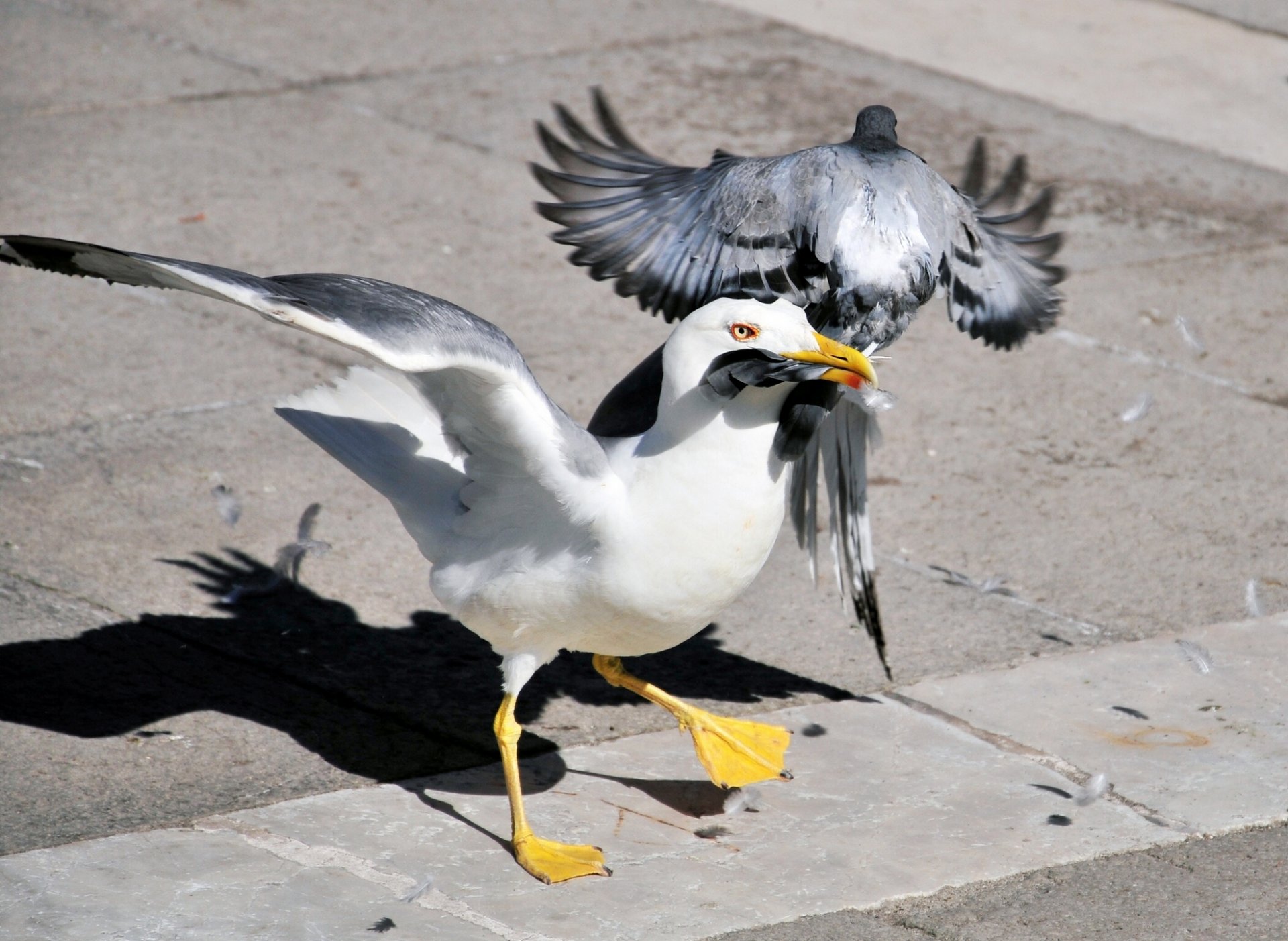 gaviota paloma situación aves