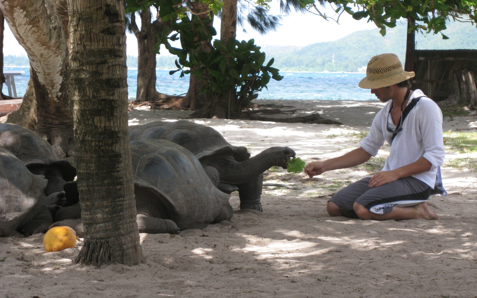 tartarughe uomo seychelles foto