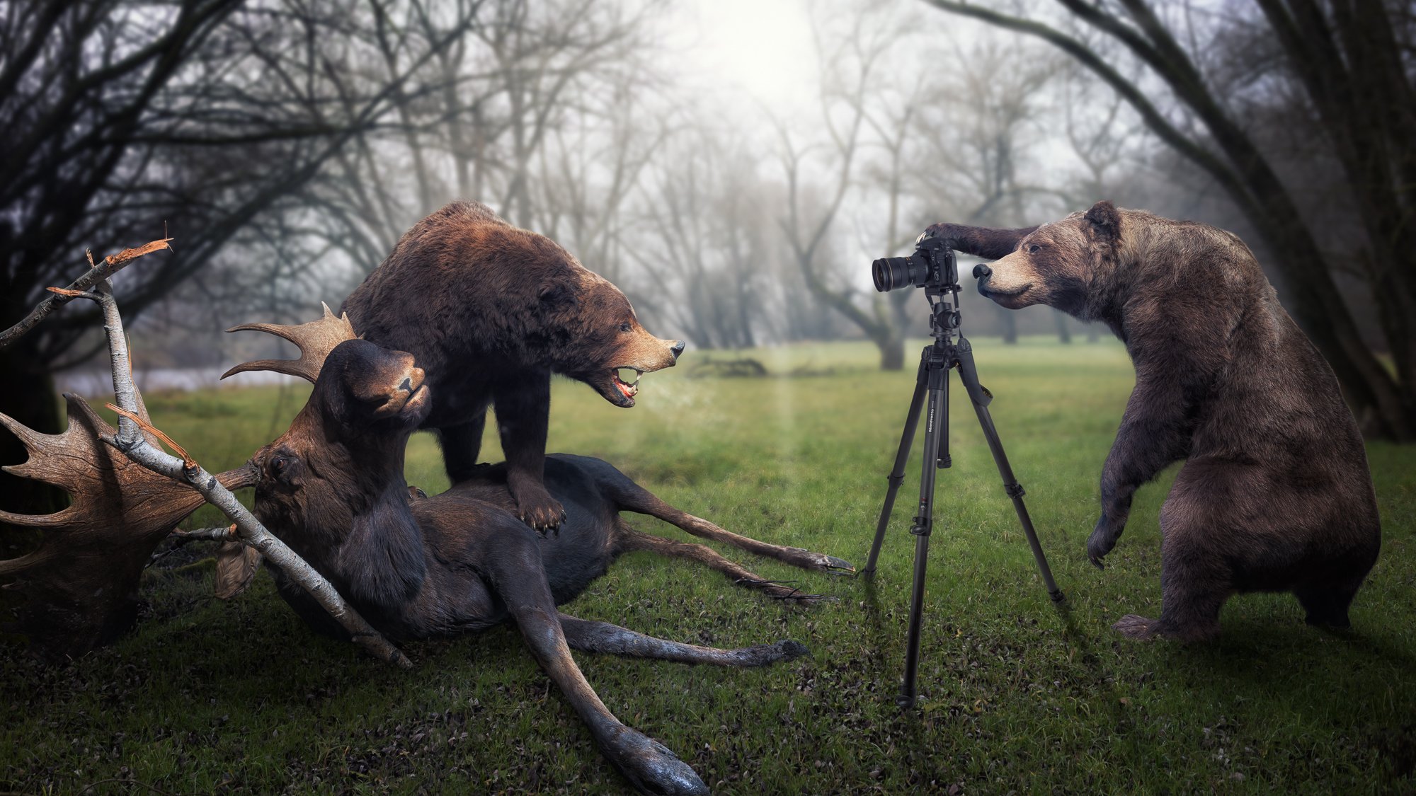 bären elch trophäe fotograf