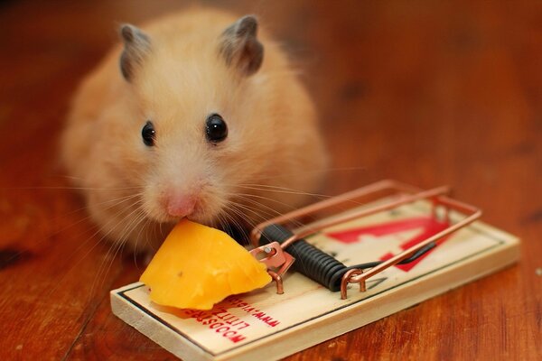 The mouse sniffs the cheese that lies in the mousetrap