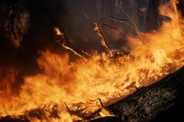 Les flammes ont balayé tous les arbres de la forêt