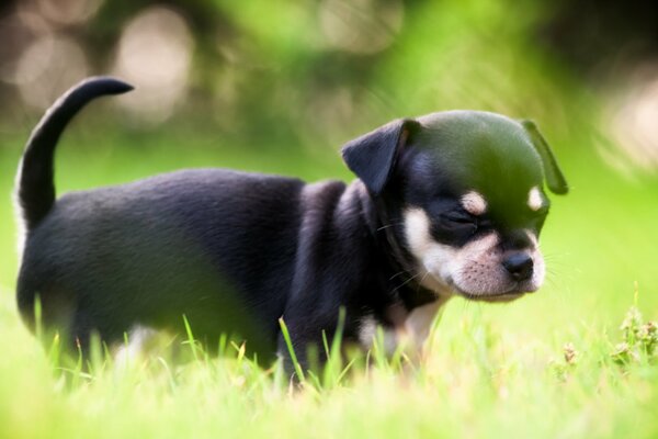 La promenade d un chiot par свелой l herbe