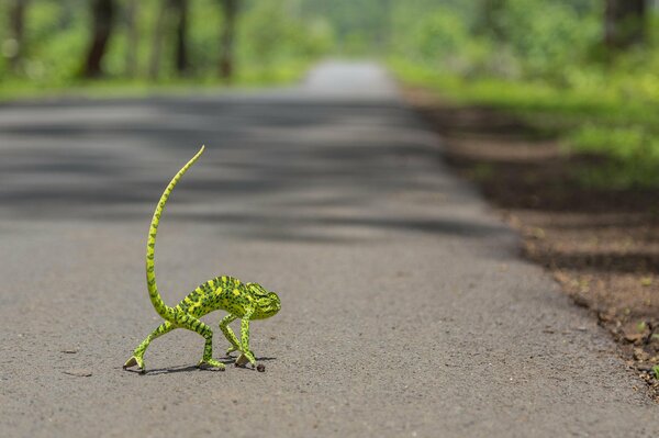 Caméléon vert passe la route