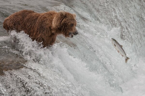 Orso bruno che pesca nel fiume