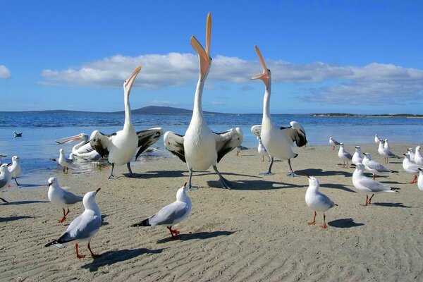 Pelicans and seagulls dance on the sandy seashore