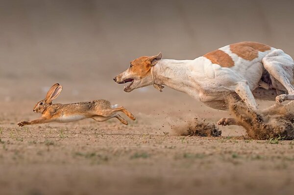 Tödliches Rennen des Hundes um den Hasen