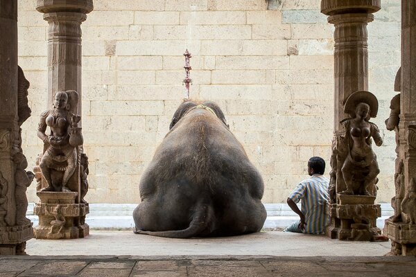 El elefante indio y el hombre descansan