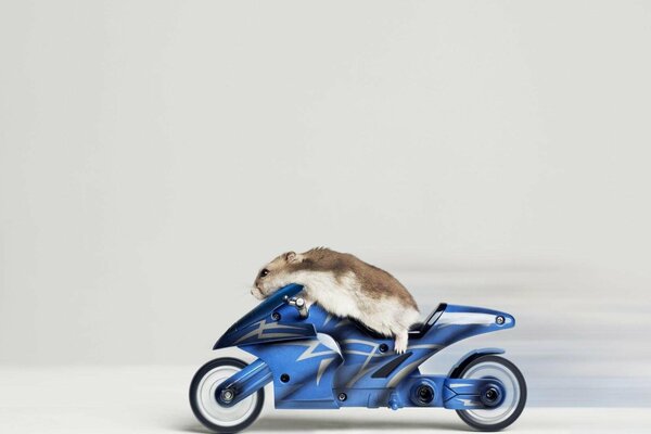 A hamster is sitting on a motorcycle