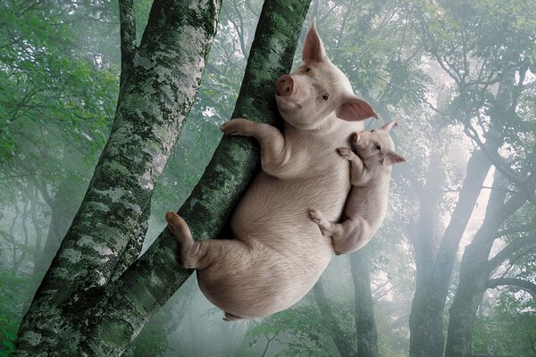 Un cochon avec un petit cochon est monté sur un arbre