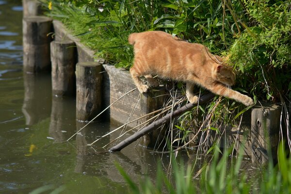 Chat roux traversant la passerelle