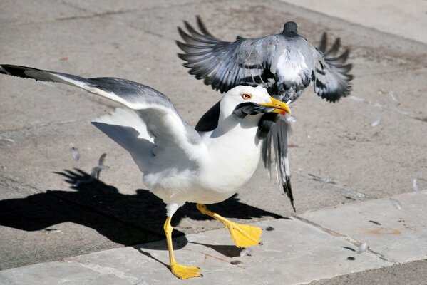 La mouette a attrapé le pigeon à queue