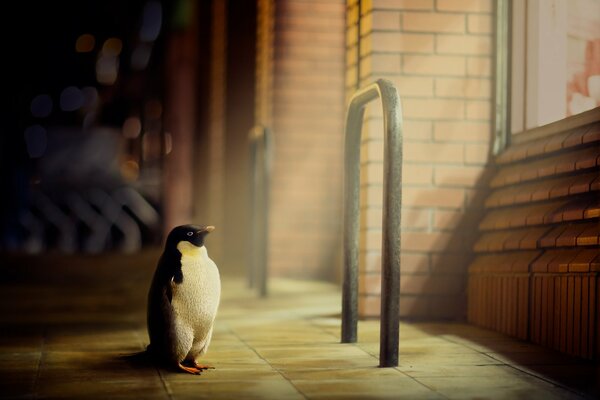 Smart penguin in the city on the street