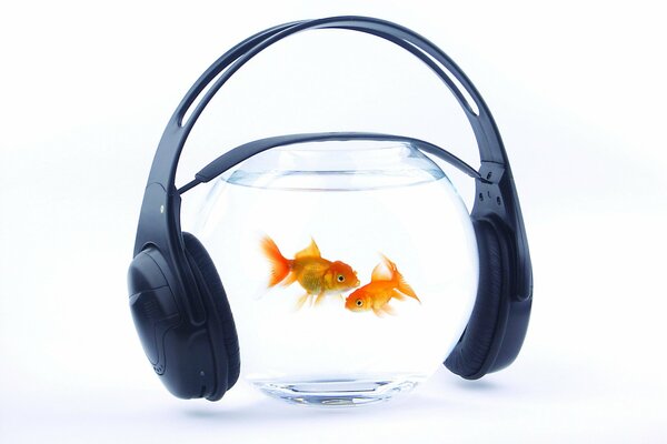 Les poissons nagent sous le rythme de la Musique