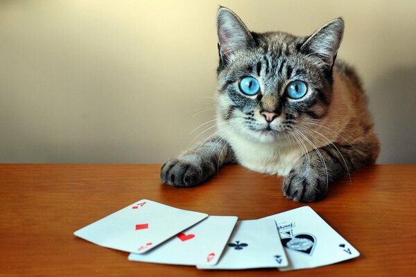 The cat is gambling