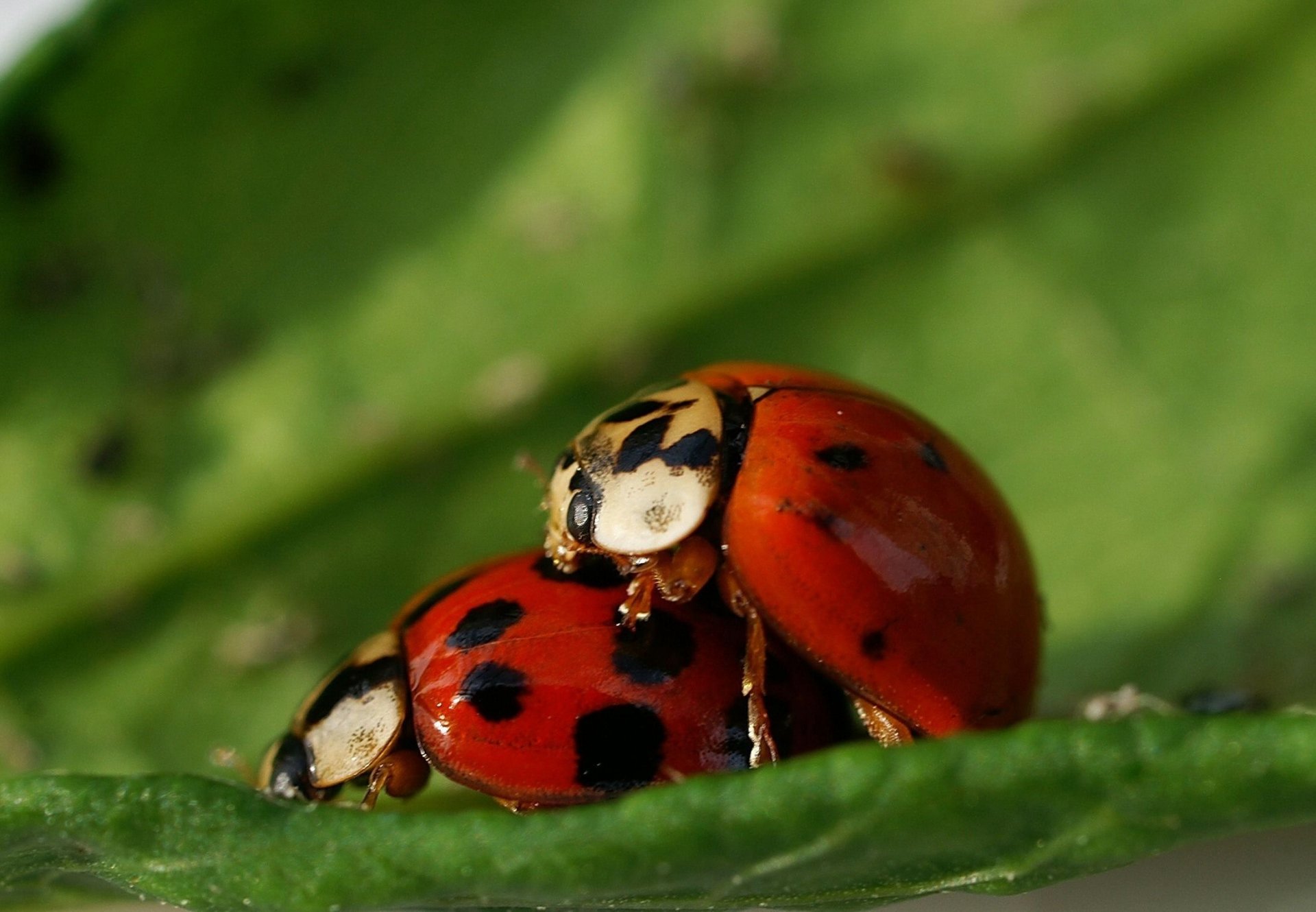 the situation ladybugs on the imagination