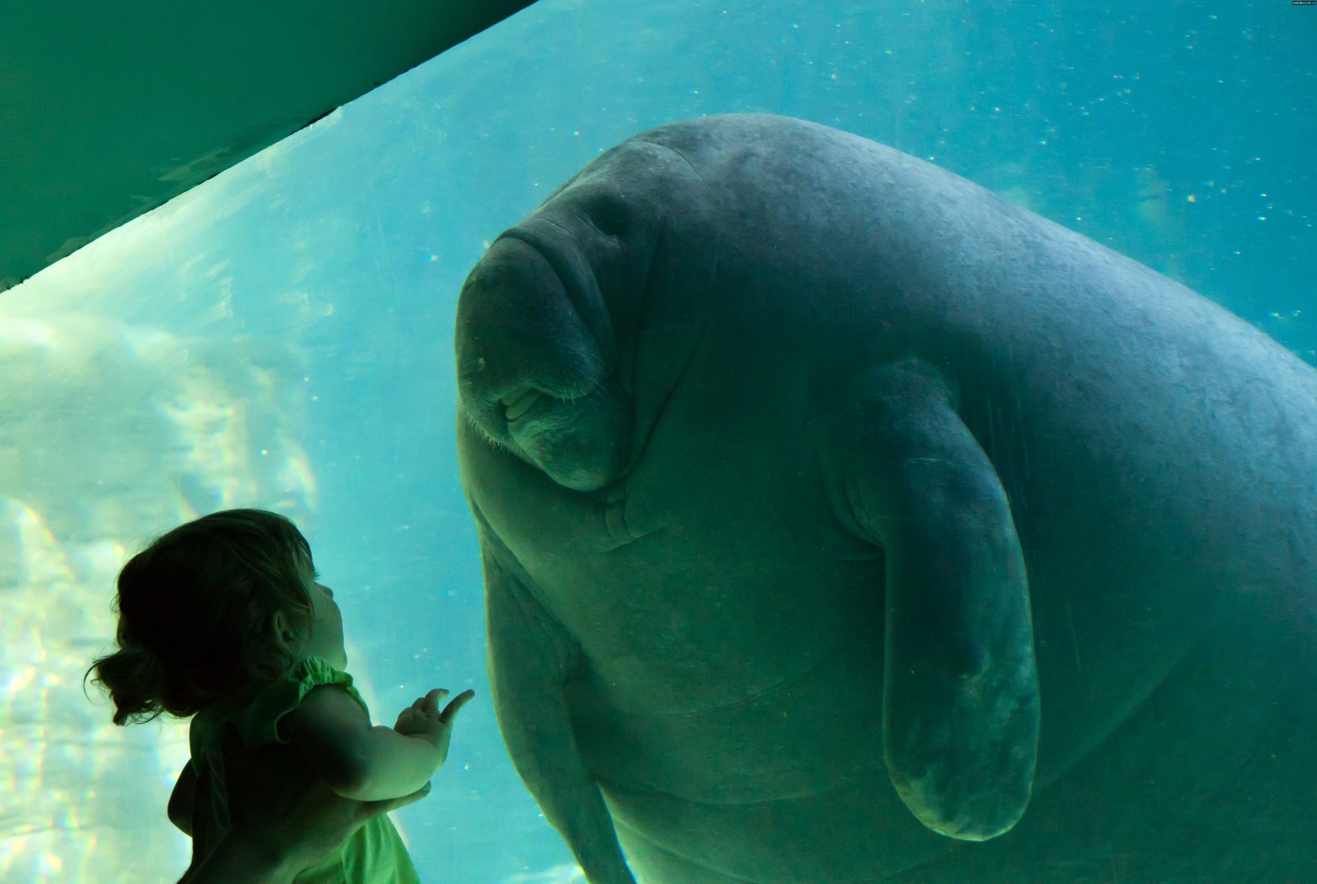 manatee trichechus girl homo sapiens contact