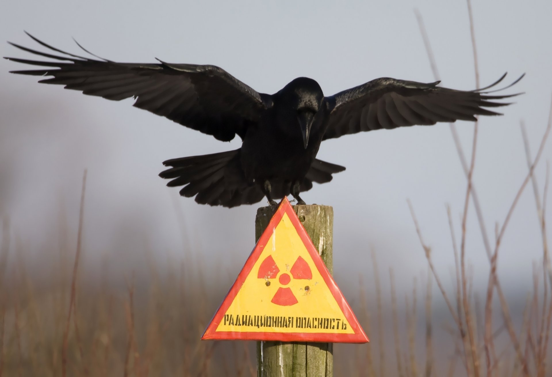 peligro de radiación placa columna cuervo chernobyl