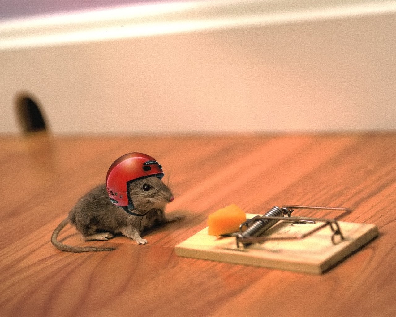 the situation mouse mousetrap cheese helmet risk mood adventure