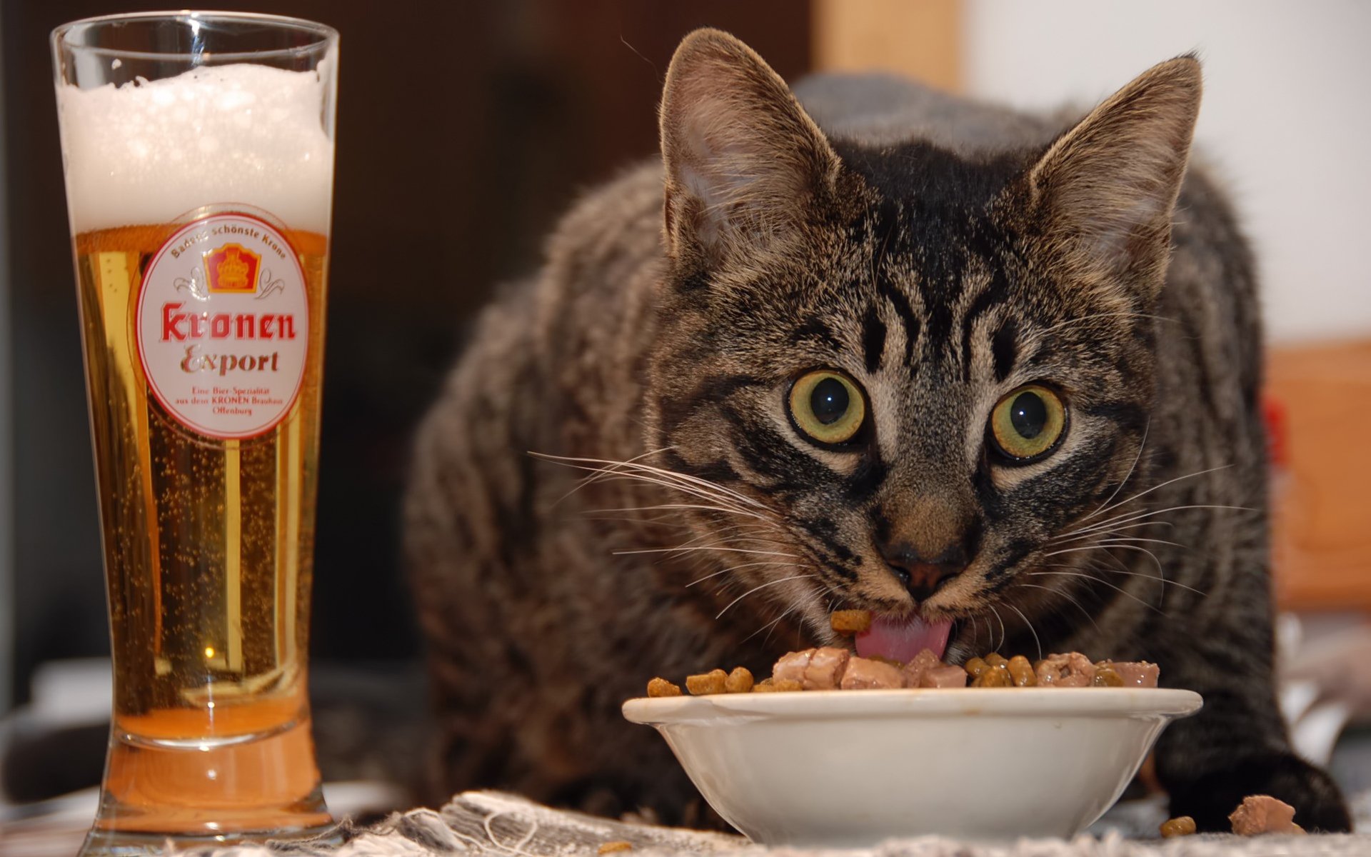 beer cat food