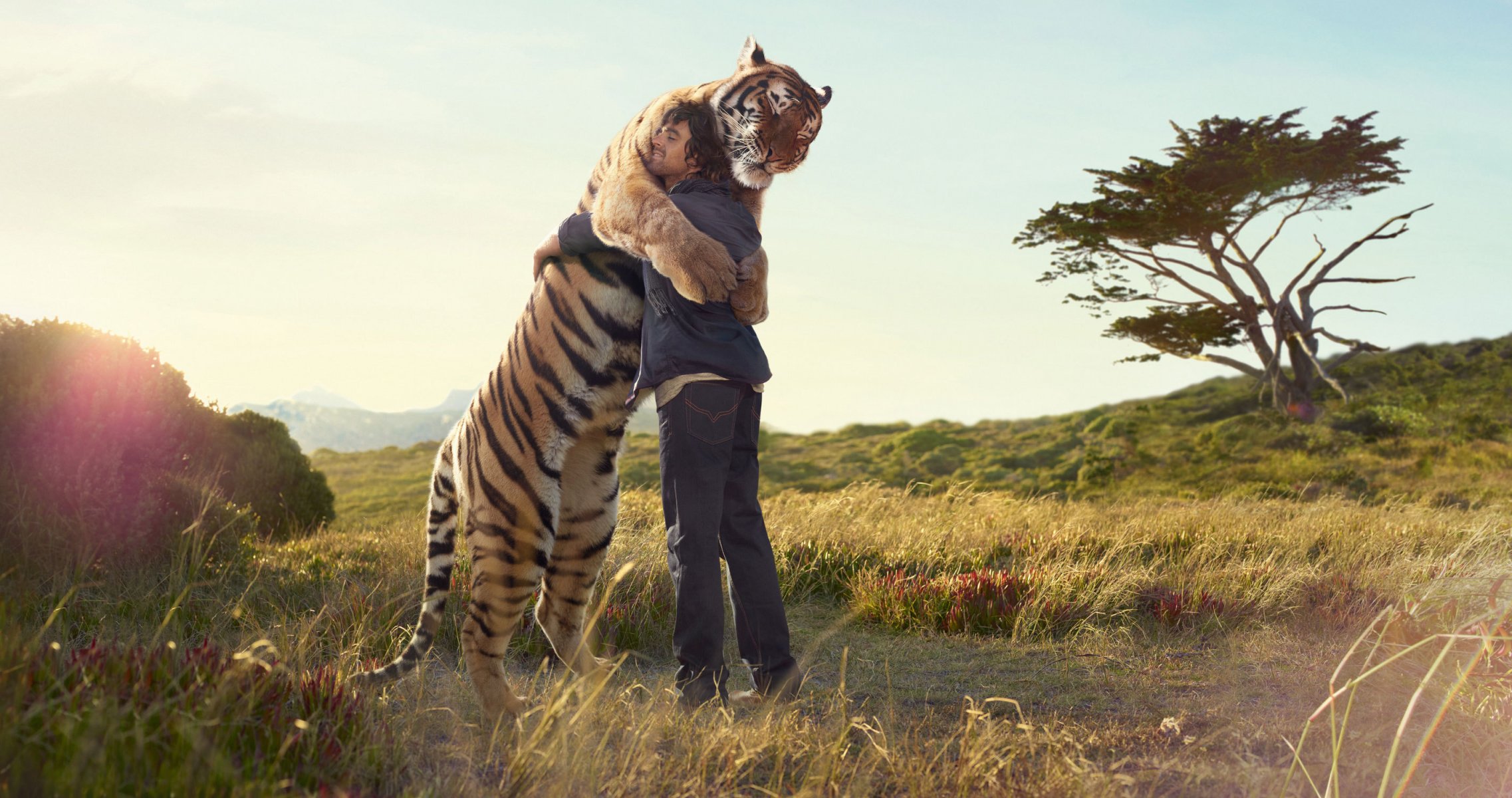 tiger mann umarmung treffen drucken baum feld