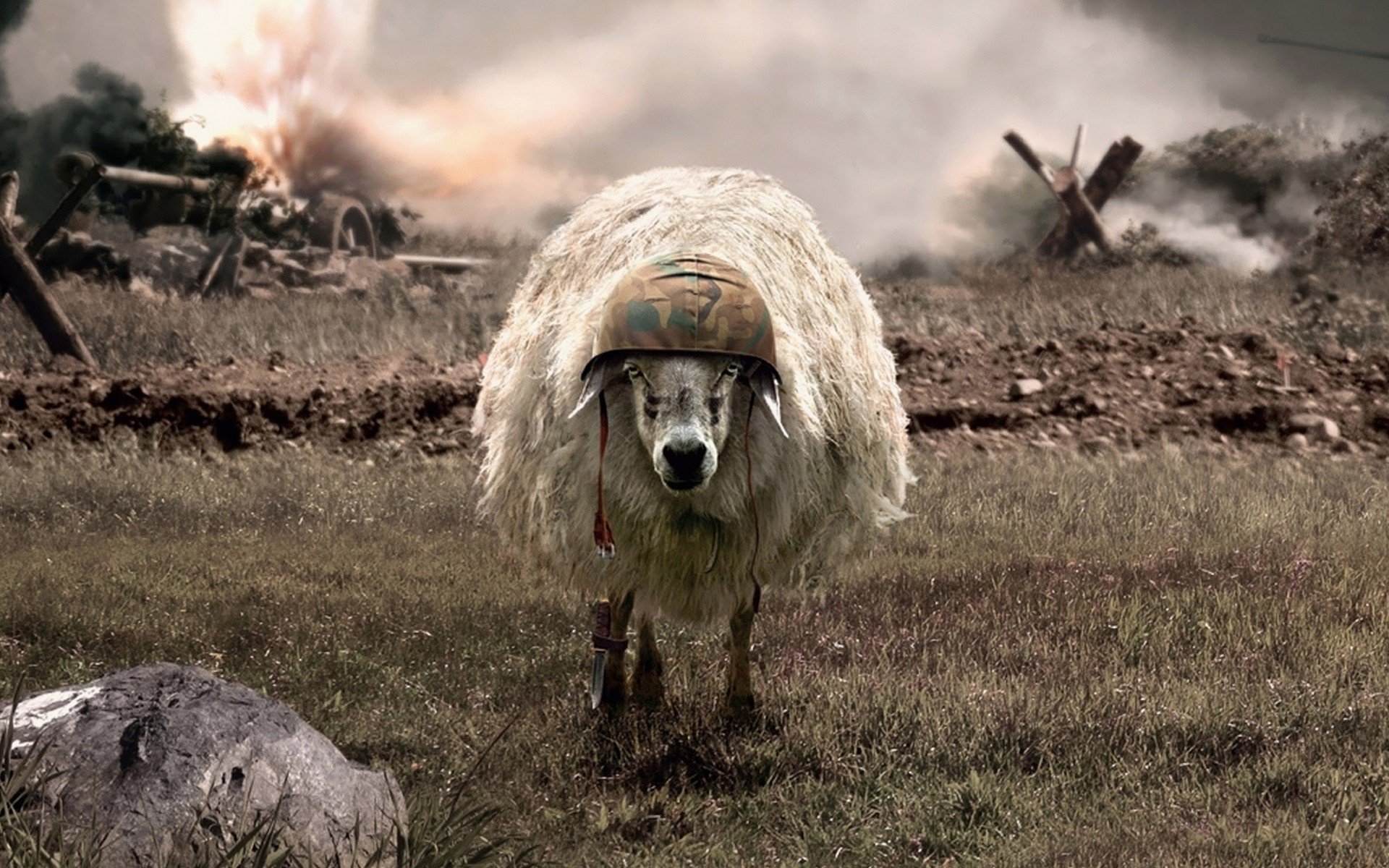 le mouton le casque la guerre