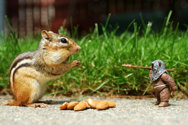 Piccolo Chipmunk vs Orso giocattolo