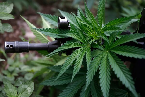 A vending machine peeking out of a cannabis bush