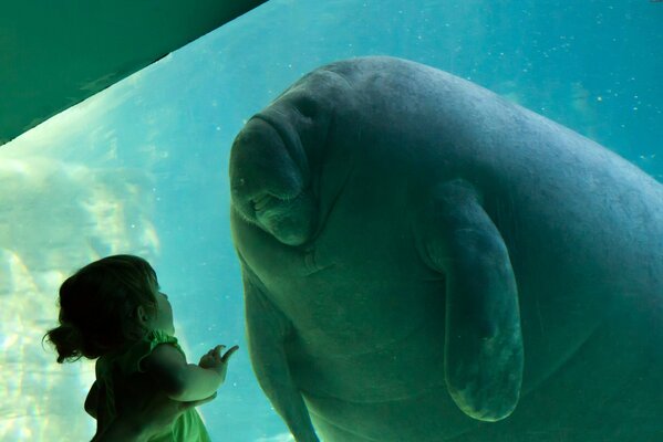 A child at the zoo looks at manatees