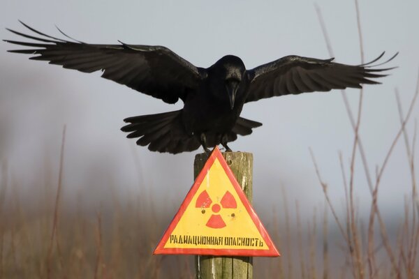 Die Ungleichung der Krähe an das Tschernobyl-Schild