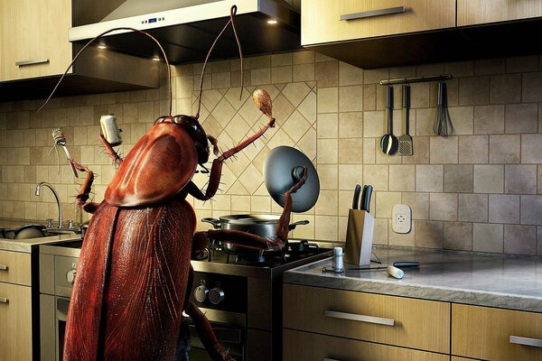 Cucaracha digitación en la cocina por sartenes