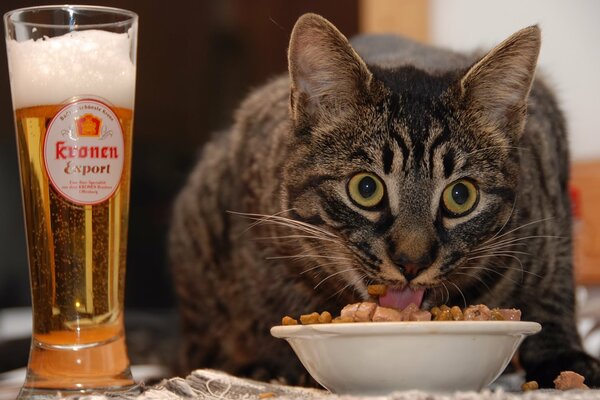 Le chat mange la nourriture avec de la bière