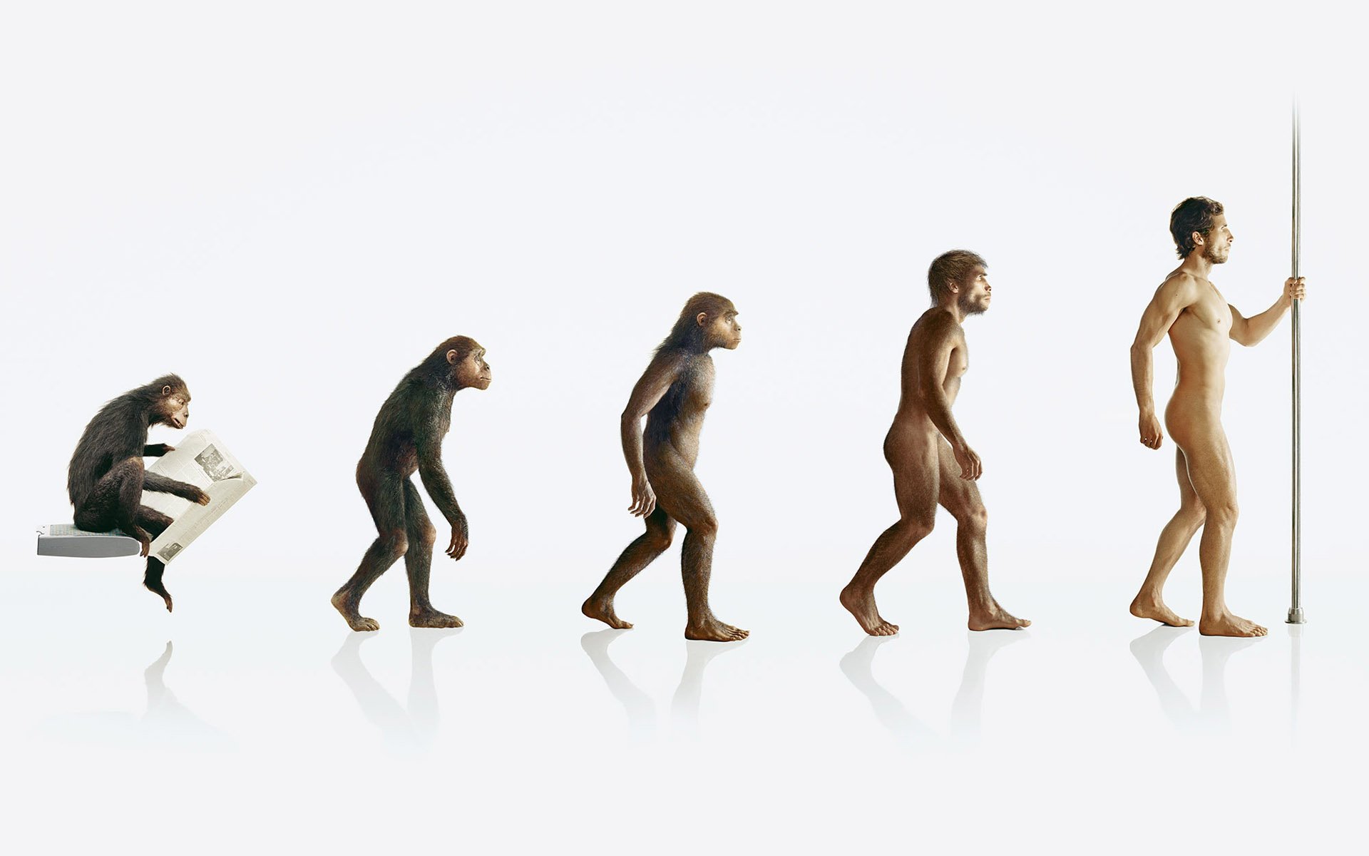 evolution monkey man