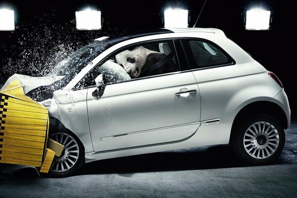 Panda can not be put behind the wheel and the result is clear without a crash test