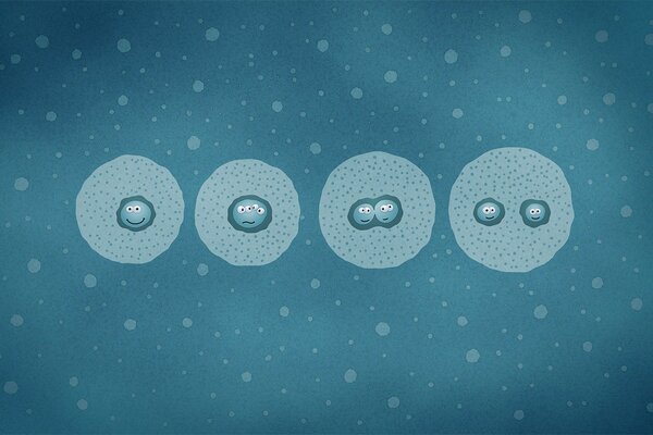 Accelerated cell division process