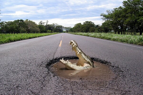 Sur les routes russes et le crocodile peut être trouvé