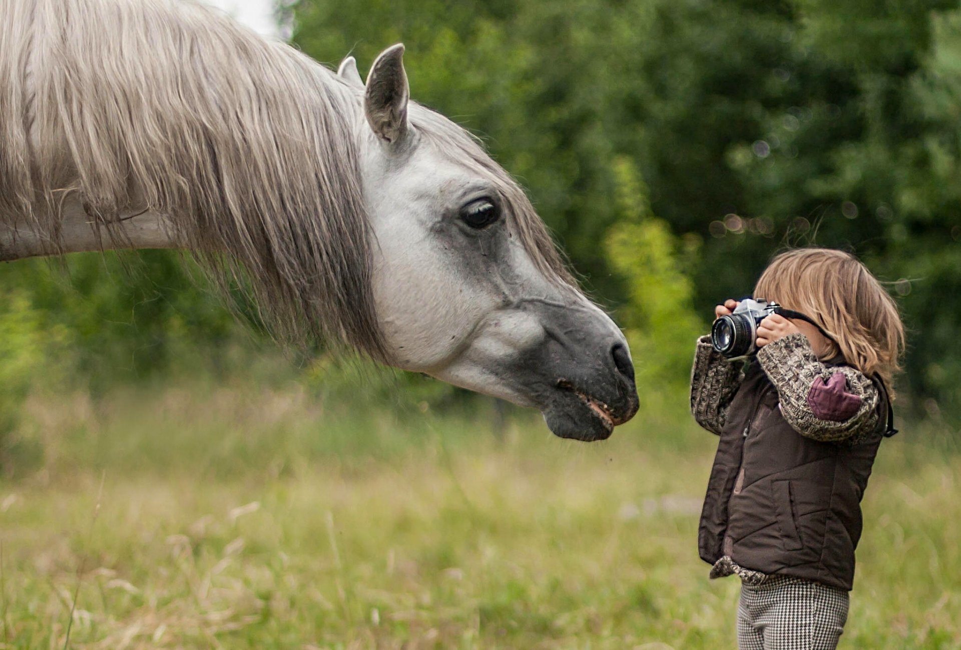 horse horse muzzle mane boy photographer paparazzi camera