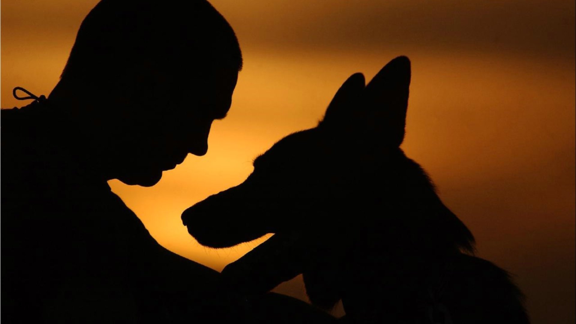 fondo puesta de sol cielo hombre perro amigo contorno contornos siluetas