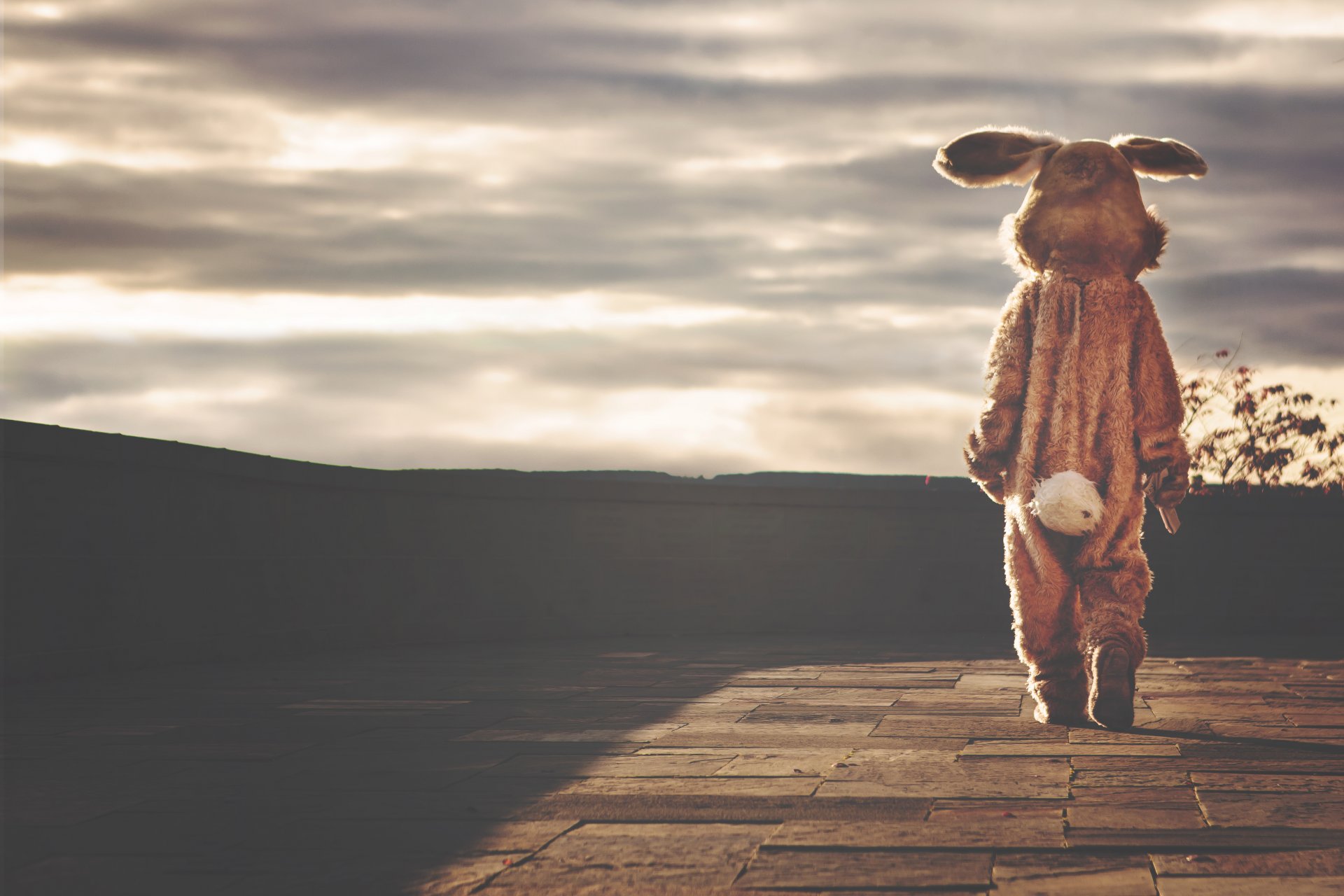 uit rabbit hare loneliness sadness photo
