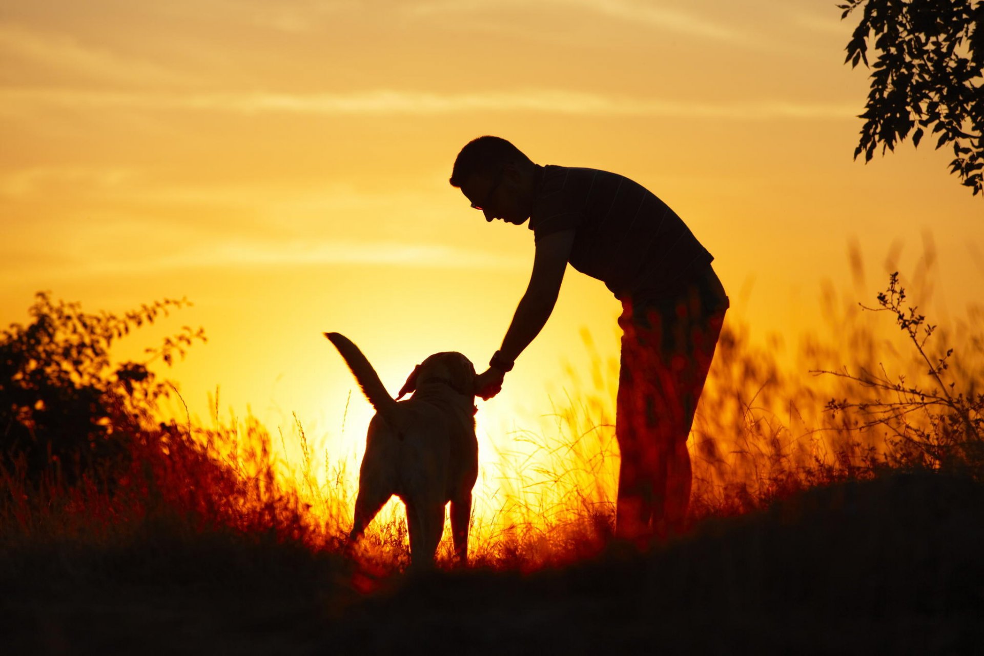 ragazzo cane amico natura luce