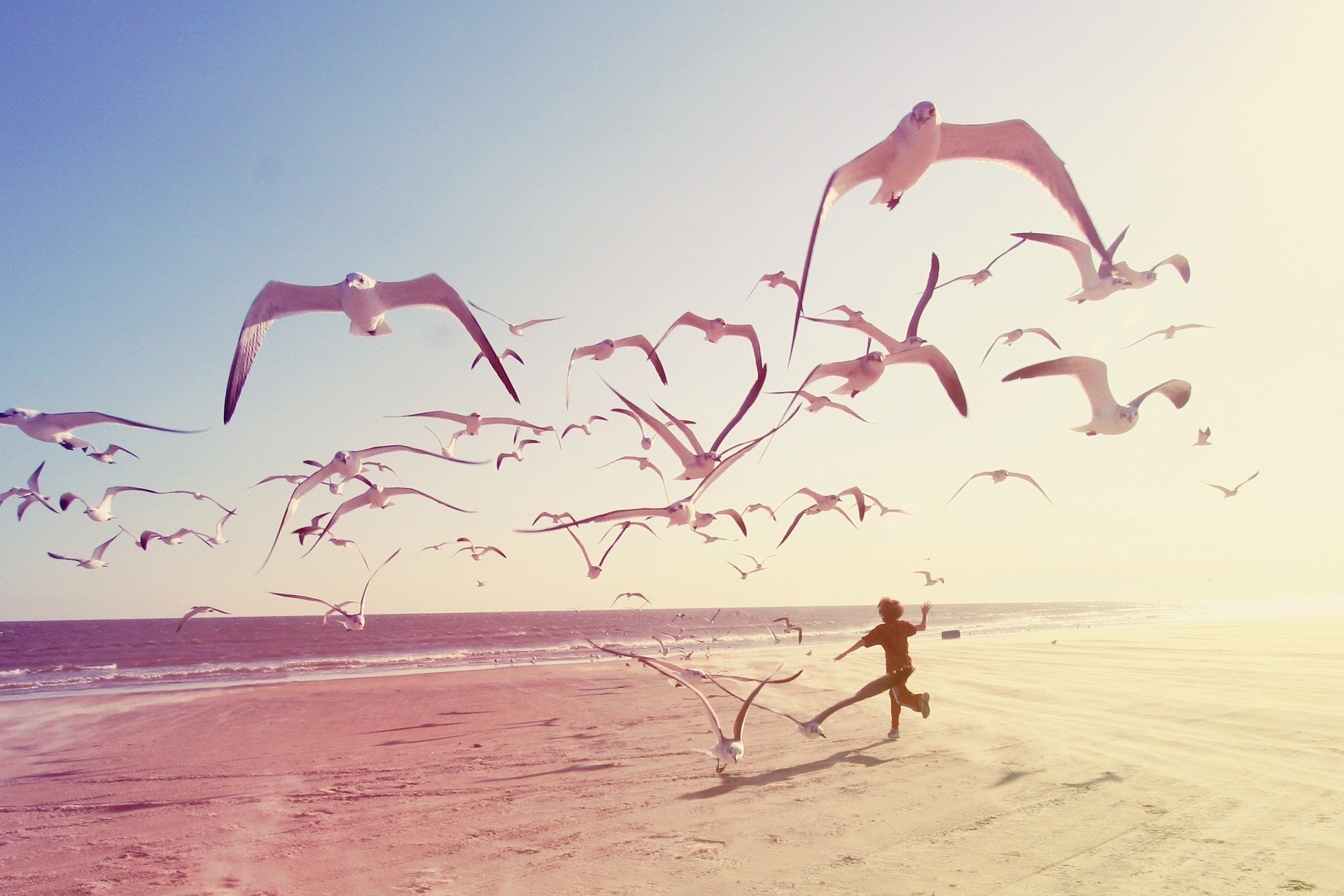 plage garçon homme mer mouette animal gens