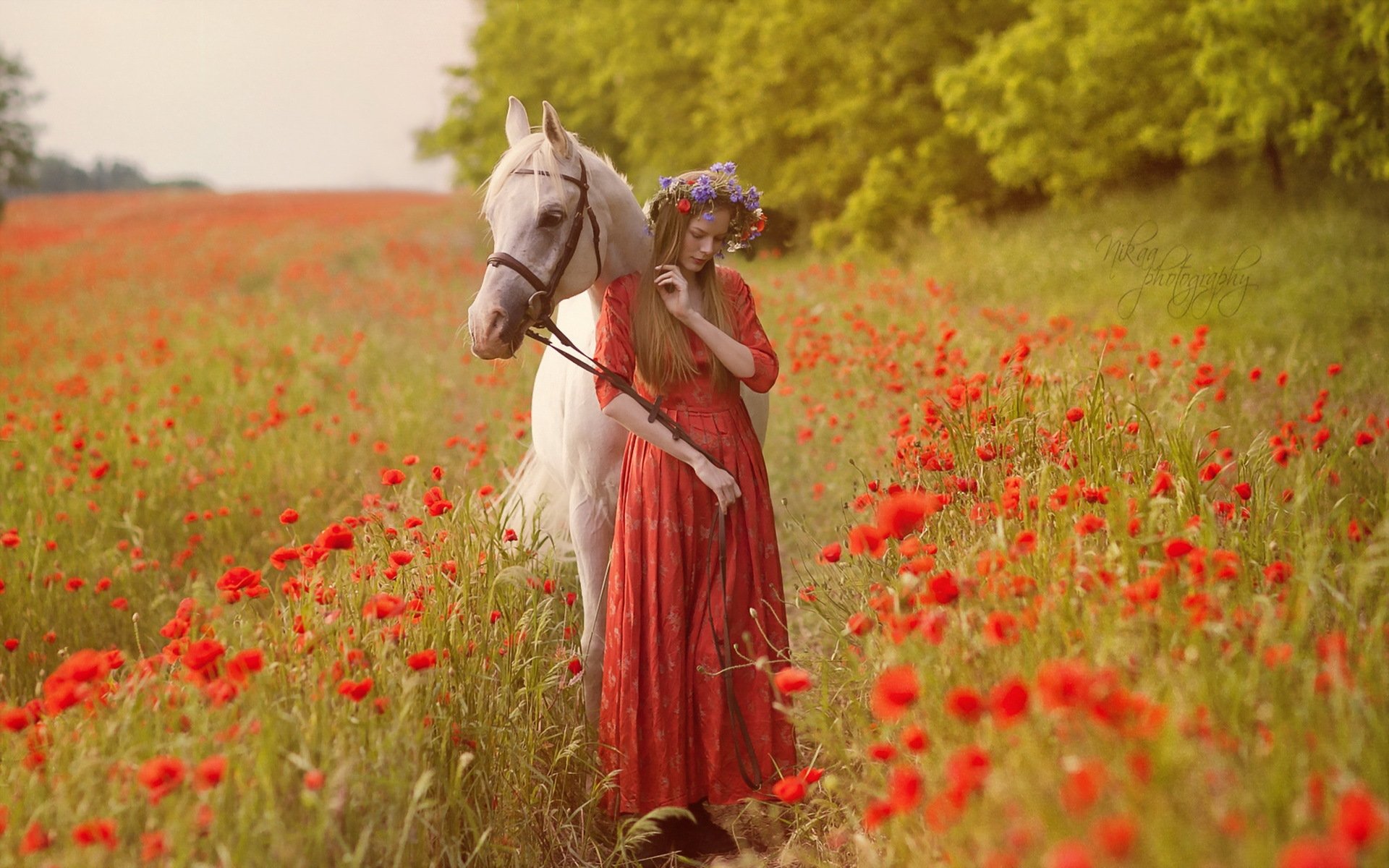 la jeune fille le cheval le champ de coquelicots de la nature de l humeur