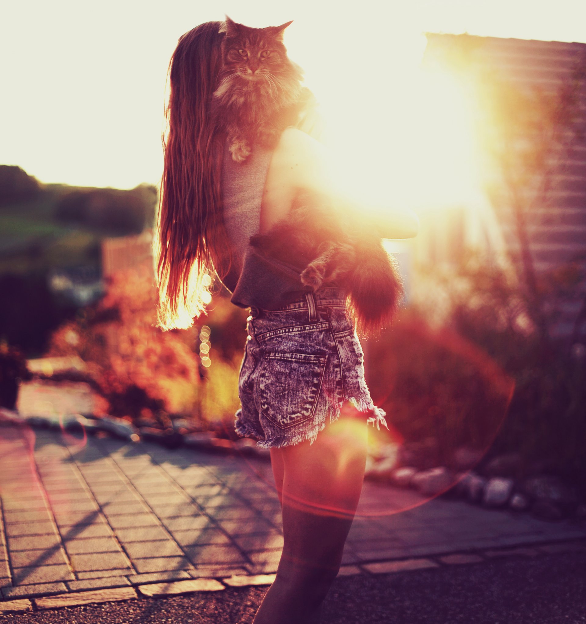 girl bokeh sun mood cat