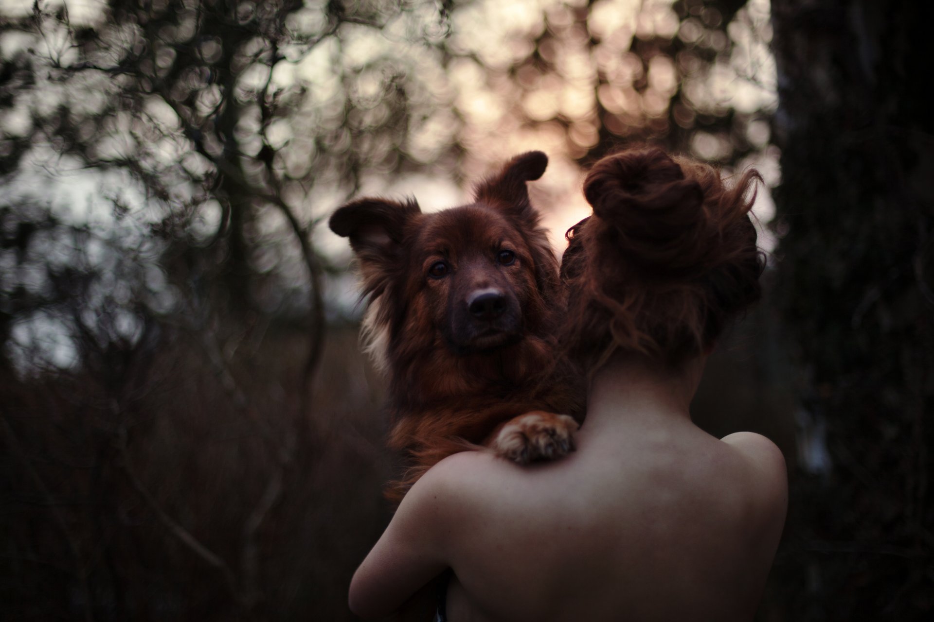 émotion amour chien fille colonne vertébrale forêt bokeh coucher de soleil retour cheveux