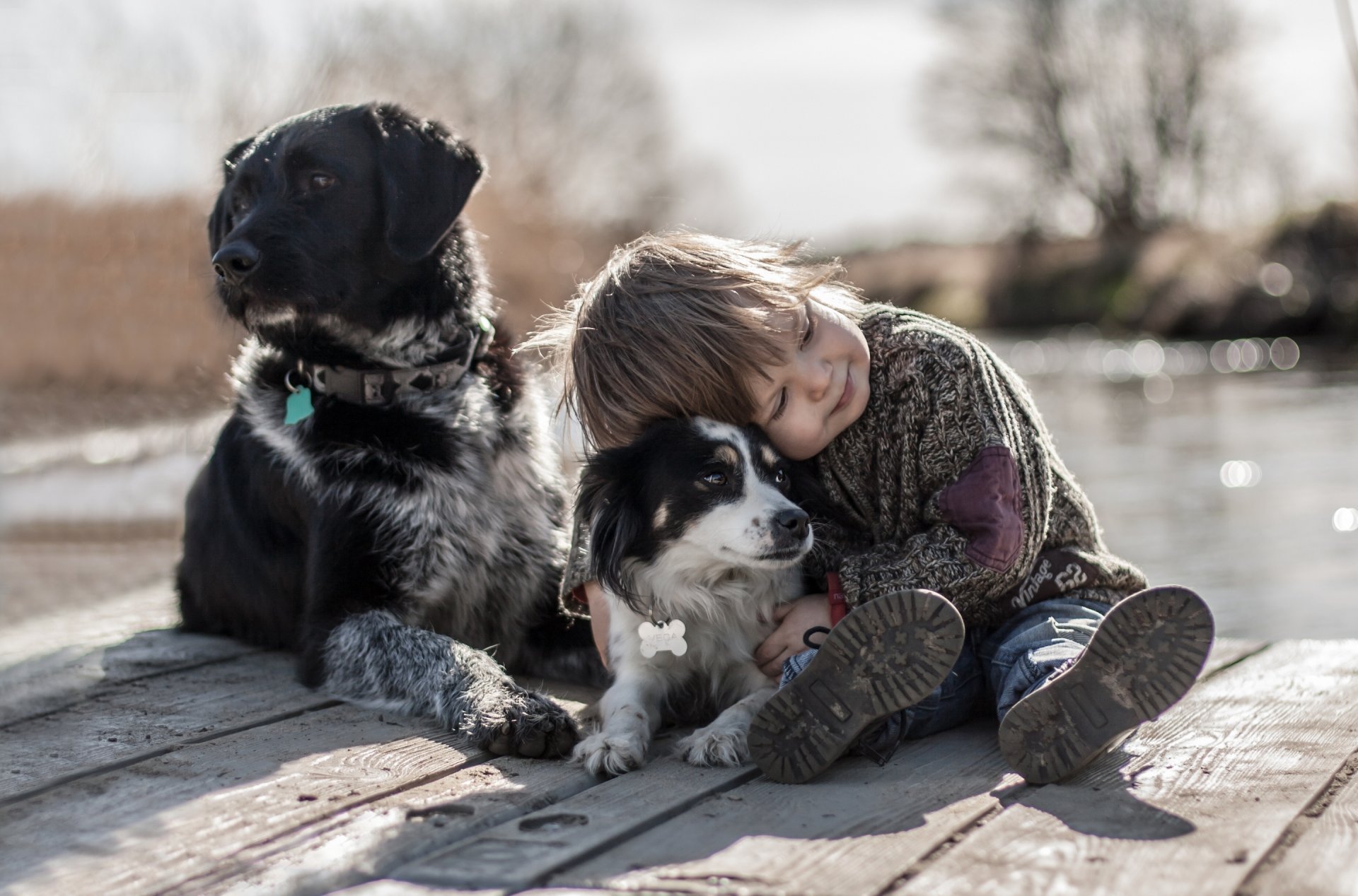 garçon chiens amis humeur
