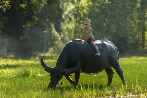 Un niño monta un búfalo en medio de la vegetación