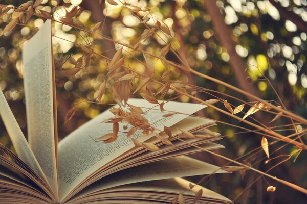 An open book with white pages on the grass
