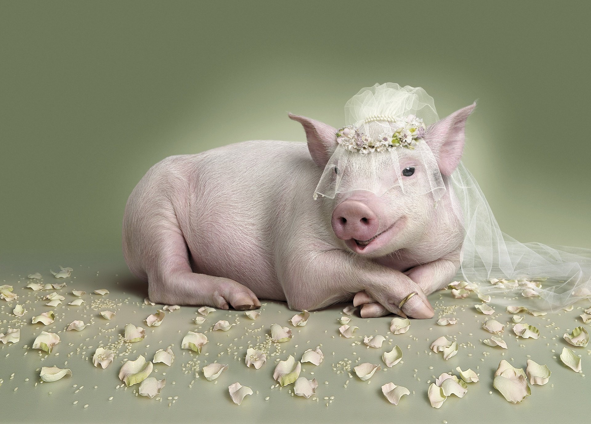 schweinchen braut hochzeit ring blütenblätter