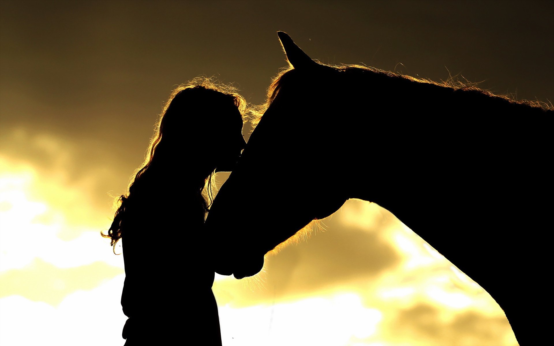 mädchen pferd silhouetten