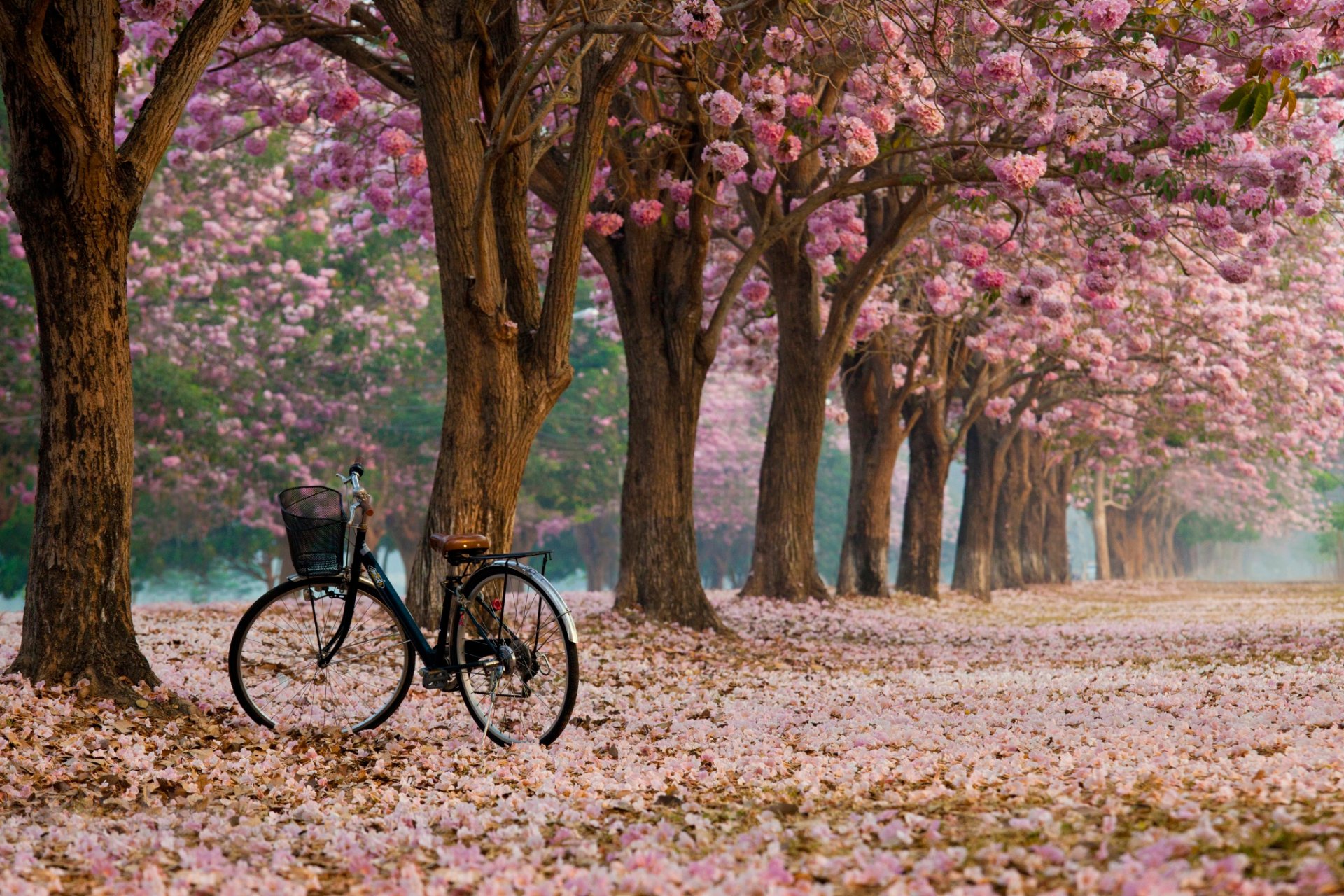 vicolo fioritura bicicletta